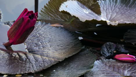 Red-Lotus-Knospen-frisch-und-wachsende-im-Natursee