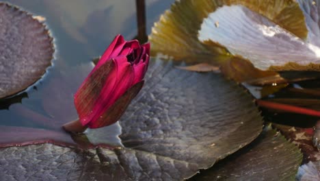 Brotes-de-loto-rojo-frescos-y-creciente-en-lago-natural