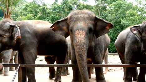 4K-footage.-group-of-Asian-elephant-in-the-zoo