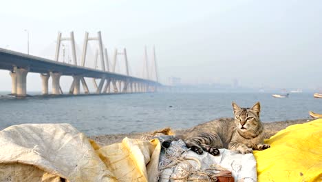 Eine-Katze-ruht-auf-einem-Dock-gegen-moderne-Kabel-blieb-Brücke