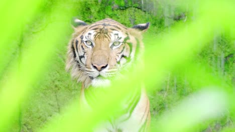 close-up.-Bengal-tigers-in-natural-waterfalls.-4K-Resolution