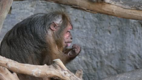 Wild-rhesus-monkey-in-the-Forest