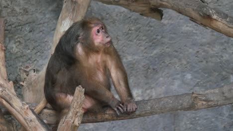 Wild-rhesus-monkey-in-the-Forest