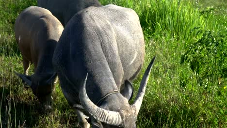 buffalo-on-Grass-Field