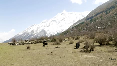 Die-Himalayan-Yak-frisst-Grass-unter-den-Bergen-von-Nepal.-Manaslu-Circuit-Trek.