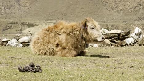 El-yak-del-Himalaya-se-encuentra-entre-las-montañas-de-Nepal.-Circuito-de-Manaslu-trek.