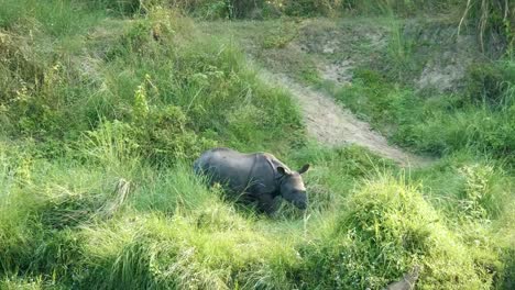 Rhino-isst-grünen-Rasen.-Chitwan-Nationalpark-in-Nepal.