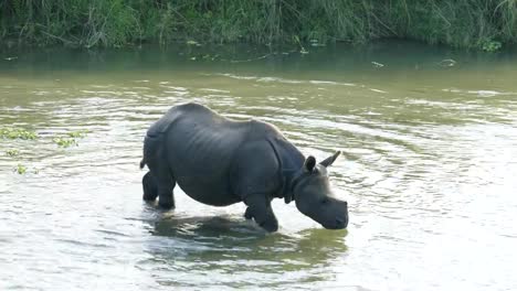 Rhino-eats-and-swims-in-the-river.-Chitwan-national-park-in-Nepal.