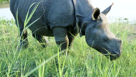 Rhino-isst-grünen-Rasen.-Chitwan-Nationalpark-in-Nepal.