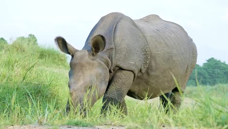 Rhino-isst-grünen-Rasen.-Chitwan-Nationalpark-in-Nepal.