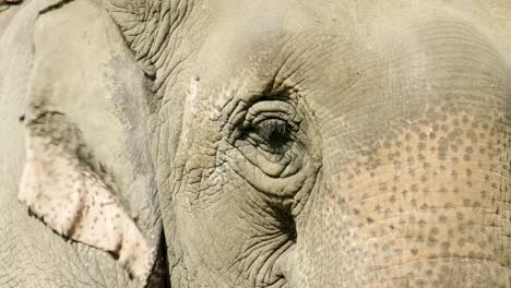 Cara-de-elefante-en-el-Parque-Nacional-Chitwan,-Nepal.