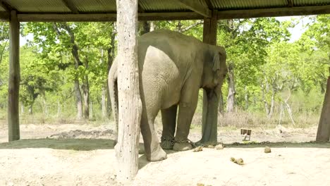 Elephant-in-the-farm-of-national-park-Chitwan,-Nepal.