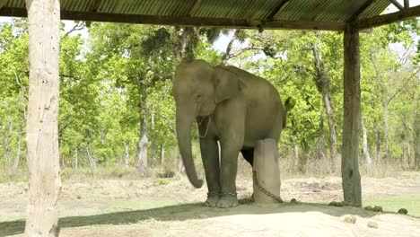 Baby-Elefant-wird-in-der-Farm-des-Nationalparks-Chitwan,-Nepal-gekettet.