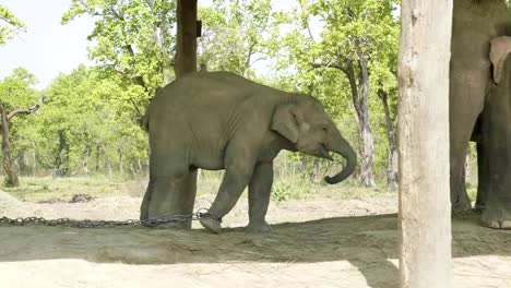 Baby-elephant-reaches-out-to-mom-in-the-farm-of-national-park-Chitwan,-Nepal.