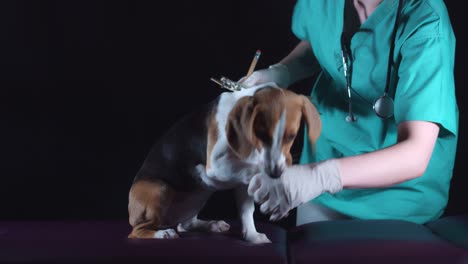 4K-Beagle-Puppy-Dog-at-Veterinary-Checking-Paws