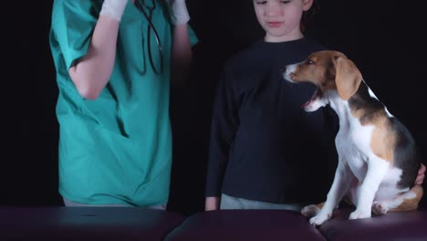 4K-Beagle-cachorro-perro-en-el-veterinario-comprobar-el-latido-del-corazón