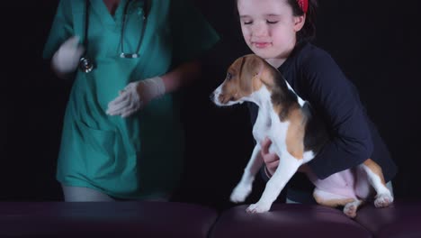 4K-Beagle-cachorro-perro-en-el-veterinario-que-la-vacunación