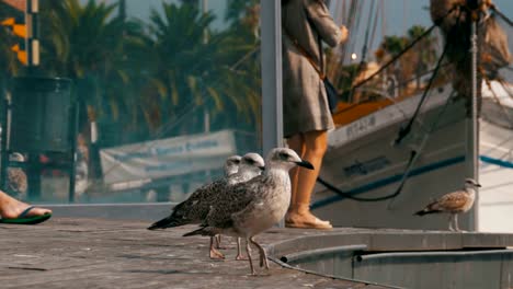 Gaviota-se-encuentra-en-el-muelle-de-madera-en-el-Port-Vell-del-puerto-de-Barcelona