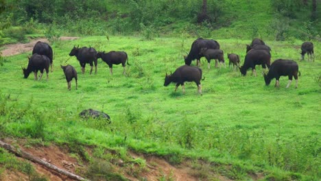 Gaurs-are-among-the-largest-living-land-animals,-wildlife,-forest