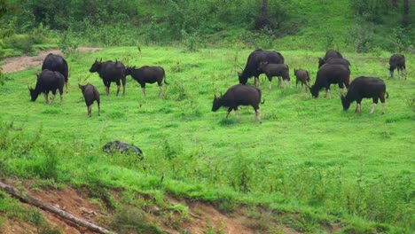 Gaurs-gehören-zu-den-größten-lebenden-Tiere,-Tierwelt,-Wald-zu-landen