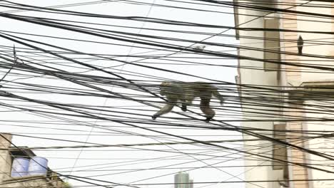 Monkey-on-the-electricity-cable-in-the-city.-Kathmandu,-Nepal.