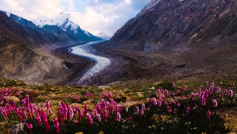 Schöne-Landscpe-Drang-Drung-Gletscher-mit-schöner-Landscpe-Drang-Drung-Gletscher-mit-Blumen-im-Wind,-Gebirgsgletscher-Zanskar-unterwegs-im-Himalaya-Range,-Jammu-und-Kashmir,-Ladakh,-Indien.