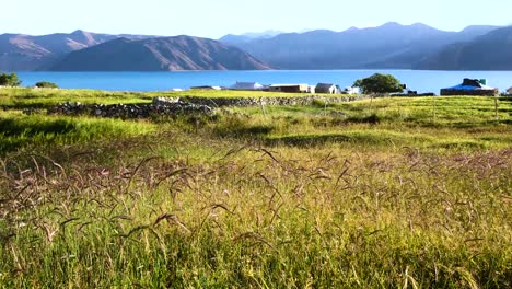 Pangong-See-in-Leh-mit-Rasen-Blume-im-Wind,-Ladakh,-Indien.