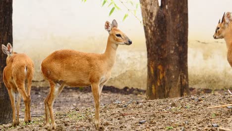 Animales-de-antílope-en-un-grupo