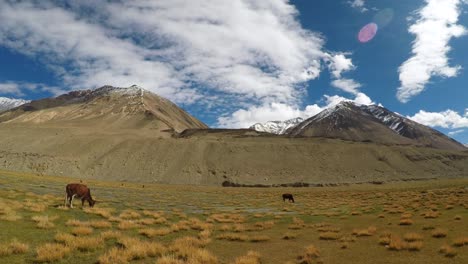 Landschaft-Pangong-Wildlife-Sanctuary,-Leh-Ladakh,-Indien