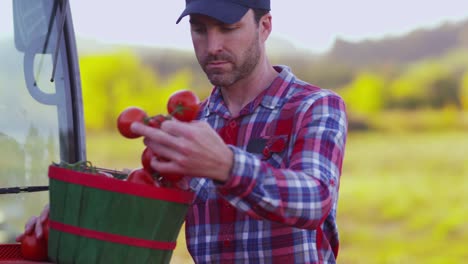 Farmer-looking-at-basket-of-tomatoes