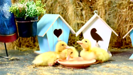 Close-up,-drei-kleine-gelbe-Entenküken-trinken-Wasser-aus-einem-Teller.-Im-Hintergrund-ein-Heuhaufen,-farbige-kleine-Vogelhäuschen.-Studio-video-mit-thematischen-Dekor