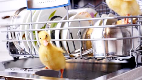 Close-up,-two-Little-yellow-ducklings-sitting,-walking-in-a-dishwasher,-sitting-on-plates,-a-saucepan,-in-a-basket.-In-the-background-a-lot-of-white,-clean-dishes