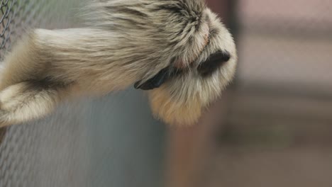 Little-monkey-holding-himself-upside-down-inside-cage-checking-his-surroundings-in-4K-resolution