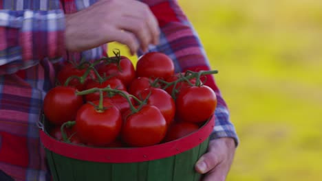 Landwirt-betrachten-Korb-mit-Tomaten