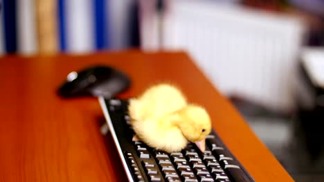 Primer-plano,-un-pequeño-patito-amarillo-está-sentado-pacíficamente-en-el-teclado-del-ordenador.-Paseos-y-un-escritorio-en-la-oficina