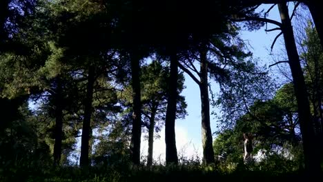 Una-hermosa-chica-deambula-por-el-bosque.-La-chica-se-perdió.-En-el-fondo,-el-cielo.