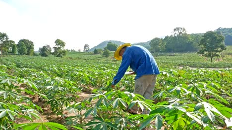 Ein-Landwirt-befragen-seine-Maniok-Farm.-IOT-und-Smart-Farming-Konzept.