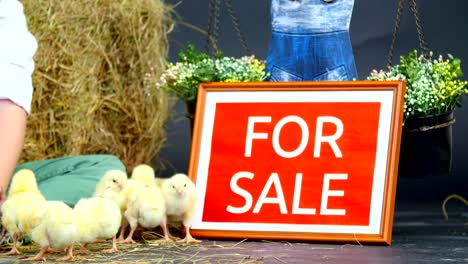 close-up.-Two-village,-stylishly-dressed-boys-play-with-ducklings-and-chickens,-in-the-background-a-haystack.-a-plate-with-an-inscription,-for-sale