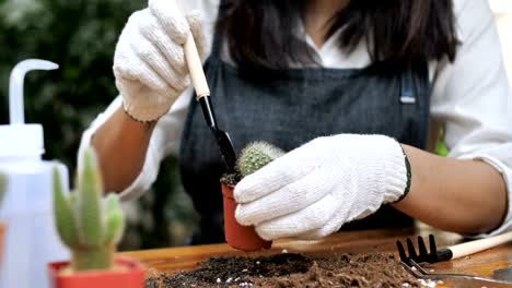 4K-Slow-motion-of-Young-Asian-woman-florist-planting-cactus