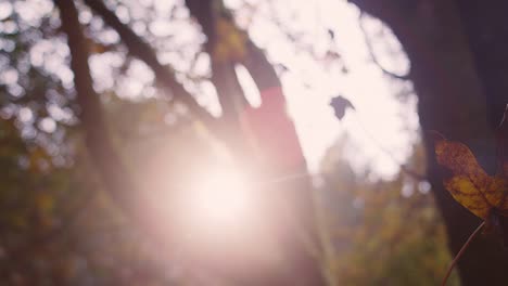 A-large-autumn-leaf-being-waved-in-the-air,-in-slow-motion,-with-bokeh-and-lens-flare