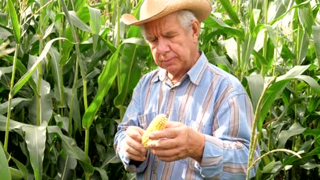 Portrait-of-an-Elderly-Farmer-Twisting-In-The-Hand-Corn-Tries-Grains-On-Taste