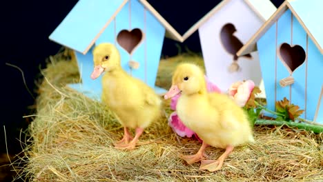 Primer-plano,-sobre-la-paja,-sobre-el-heno-está-caminando-pequeños-patitos.-En-el-fondo-un-pajar,-nidos-pequeños-de-colores.-Video-con-una-decoración-temática-de-estudio