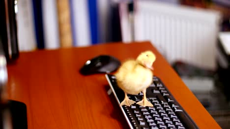 Close-up,-A-small-yellow-duckling-is-sitting-peacefully-on-the-computer-keyboard.-Walks-on-it-and-a-desktop-in-the-office