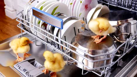 Close-up,-two-Little-yellow-ducklings-sitting,-walking-in-a-dishwasher,-sitting-on-plates,-a-pan,-in-a-basket.-In-the-background-a-lot-of-white,-clean-dishes