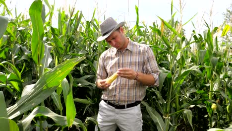 Agricultor-en-un-campo-de-maíz,-comprueba-el-cultivo,-examina-una-mazorca-de-maíz