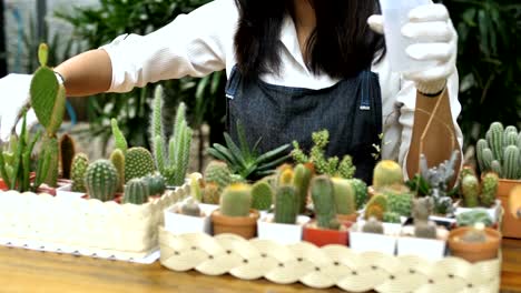 4K-lenta-de-Floreria-mujer-asiática-joven-plantación-de-cactus