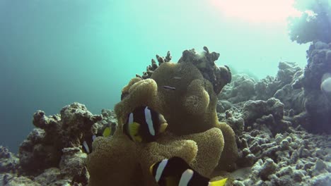 3-Nemos-que-rodean-su-hermosa-anémona