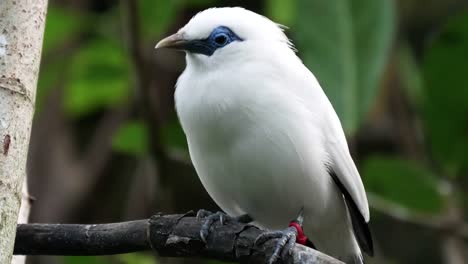 Nahaufnahme-von-einem-balinesischen-Starling-in-bali