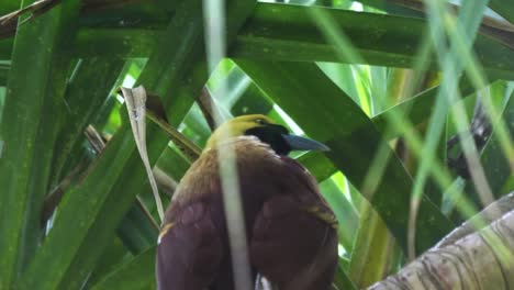 close-up-of-a-bird-of-paradise-in-a-tree-at-bali