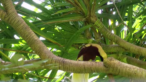 low-angle-view-of-a-greater-bird-of-paradise-on-a-tree-branch-in-bali